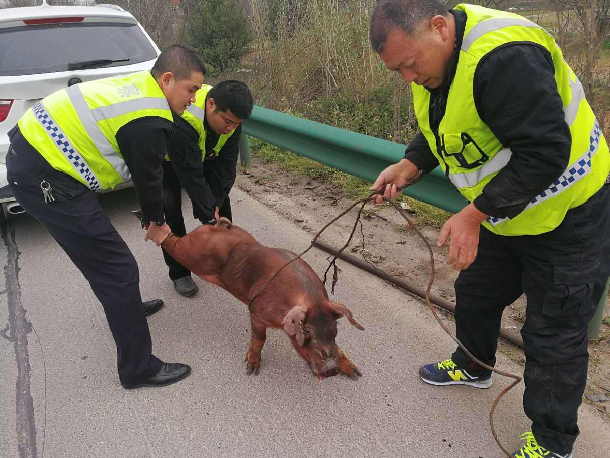省高警鄂州大队民警接警后迅速赶到现场,民警发现一头猪正在事故车辆