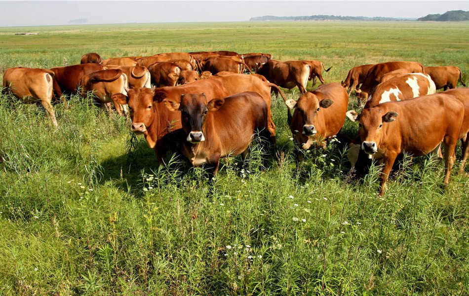 鄱阳湖底现万亩草原 农户湖区放牛 (高清组图)