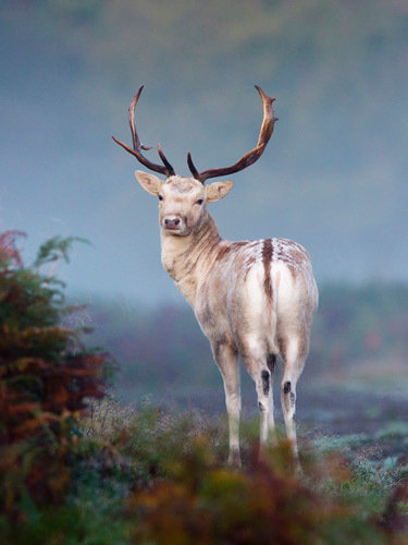 英野生动物摄影大赛揭晓:幽灵水母获总冠军 - 英国 - 万千宠爱