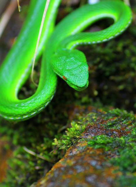 摄影师冒死拍摄中国最毒蛇"竹叶青"(组图) - 科学探索 - 探索发现