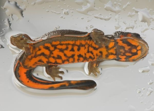 奇异的两栖动物:红蝾螈浑身火红警告天敌(图)