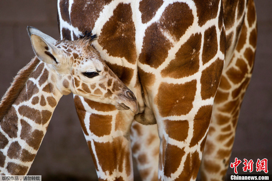 实拍出生仅一天的小长颈鹿可爱模样(图)