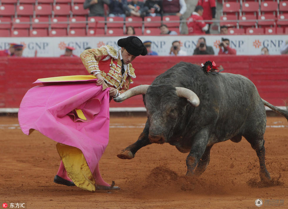 愤怒的公牛 墨西哥斗牛赛公牛顶飞斗牛士跳墙逃跑
