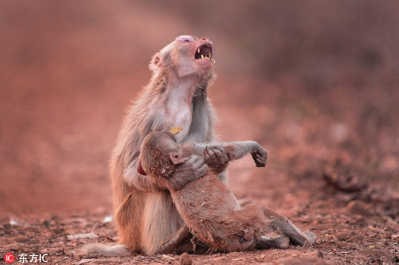 最感人的动物亲子照 母子互动充满爱意 大浙网 腾讯网