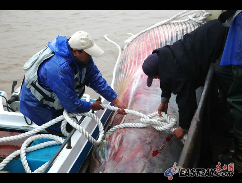 高清:上海长兴岛横沙东滩搁浅布氏鲸被打捞