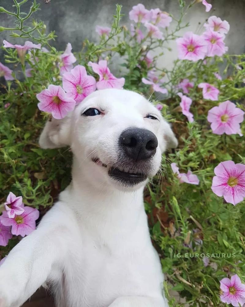 一只来自泰国的花痴狗因笑容圈粉无数