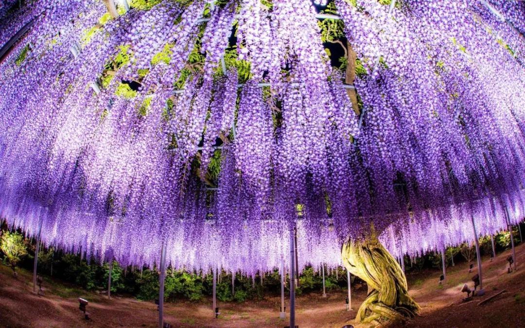 樱花后 日本还有一场美到尖叫的紫藤花海