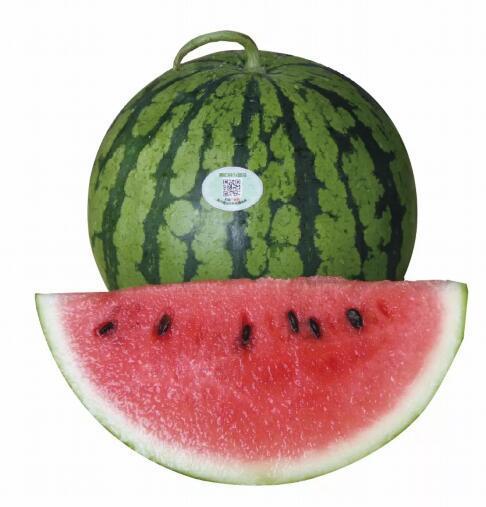 "南汇8424西瓜"今天上市 品尝魔都夏天的味道