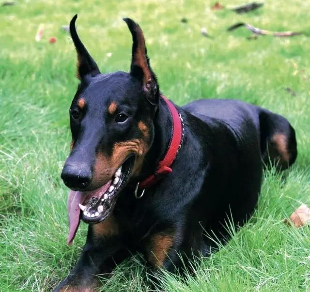 这些狗狗凶猛可怕暴躁?举例那些被人们误解的汪星人