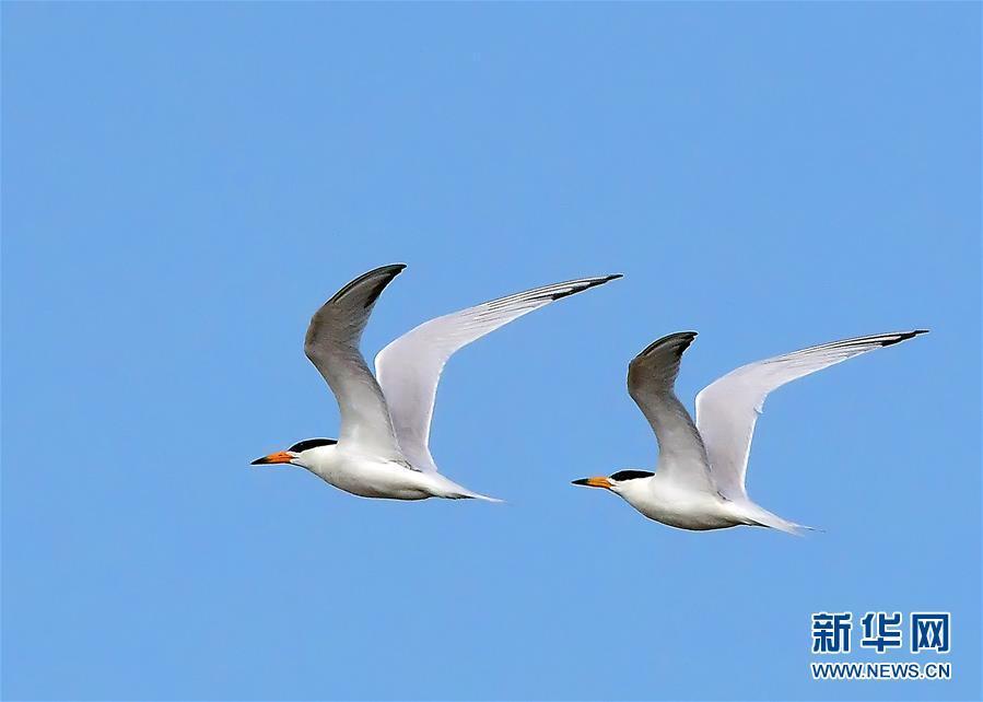 特写:"神话之鸟"的"闽江口舞步"
