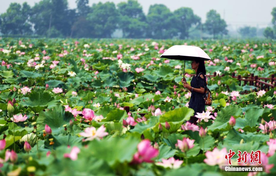 江西南昌千亩荷花延绵不绝 荷花盛景引游客争睹