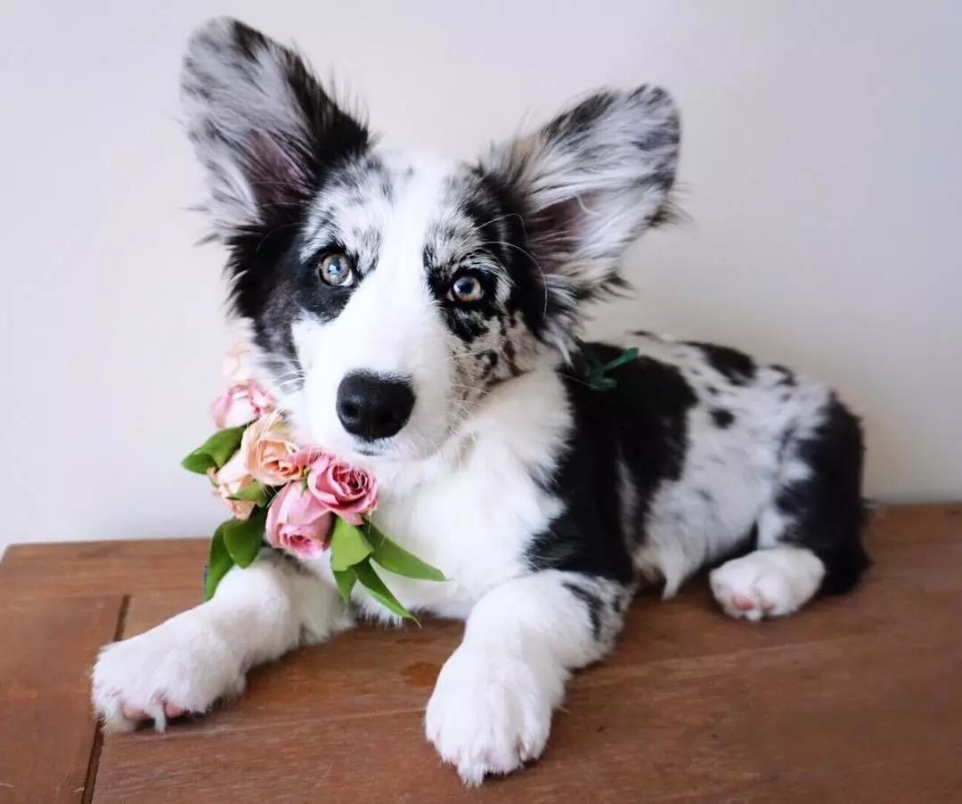 这只陨石色的卡迪根柯基真是太漂亮了是小可爱没错了