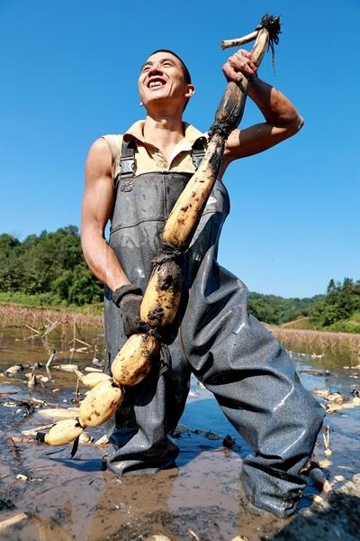 泸州纳溪晚藕产业引来挖藕人 一人一天可以挖上千斤