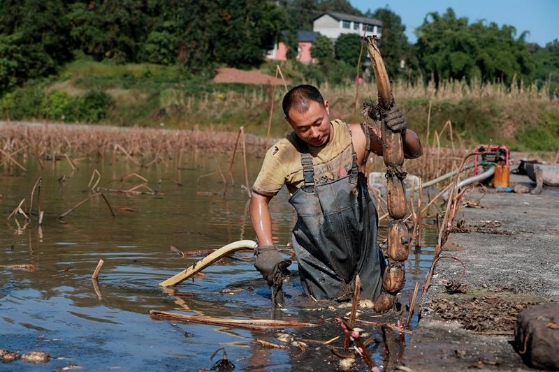 泸州纳溪晚藕产业引来挖藕人 一人一天可以挖上千斤