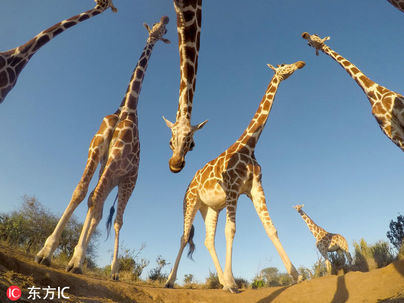 区,他把相机放在地面上,"引诱"小动物们上前,才有了这组仰角视觉的长