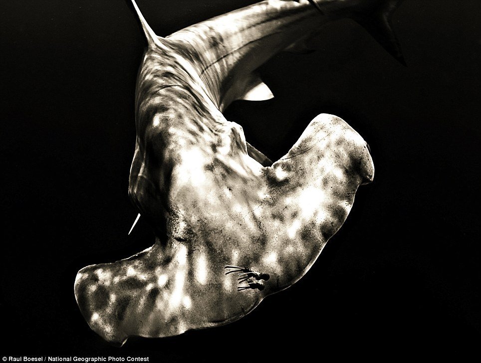 2011国家地理摄影:神秘蜘蛛树和斑马观ufo云(组图)