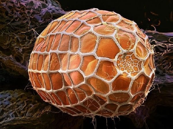 【引用】不可思议的彩色虫卵:世上最大蝶卵酷似宝石(组图)
