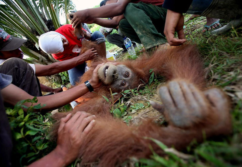 中国女子台球队备战状态不错 不看重抽签结果