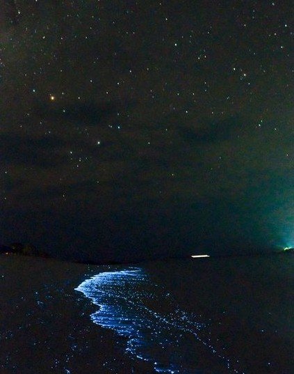 位于马尔代夫的瓦度岛(vaadhoo)上,岸边出现了神秘的幽蓝色亮点,似乎