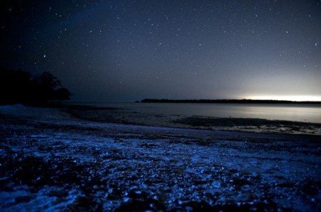 神秘幽蓝"星星海":浮游生物发出诡异光芒(组图) - 科学探索 - 科学