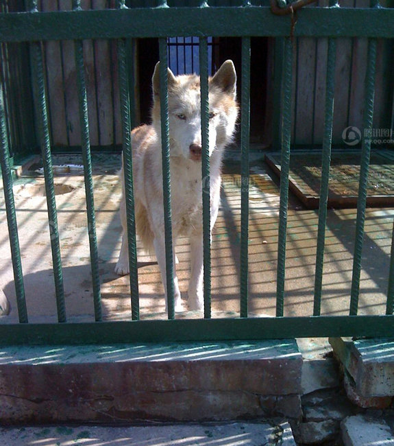 山东枣庄抓获白色母狼续:网友称是自家宠物狗