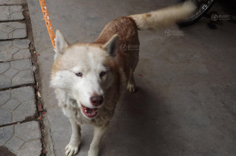 山东枣庄抓获白色母狼续:网友称是自家宠物狗