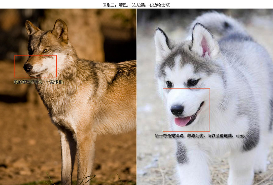 哈士奇你长得注意点图