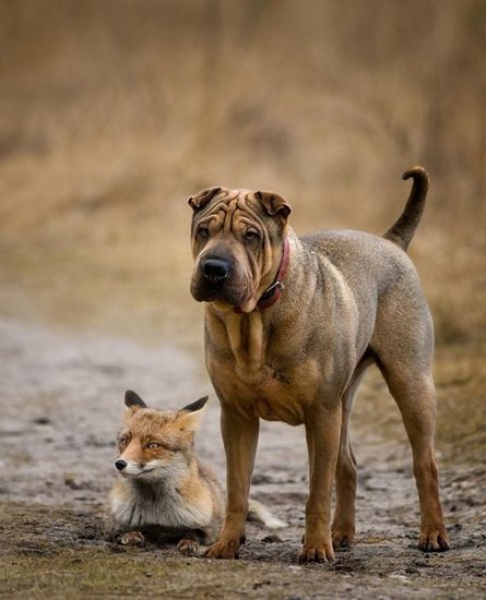 宠物们又2又可爱的囧照
