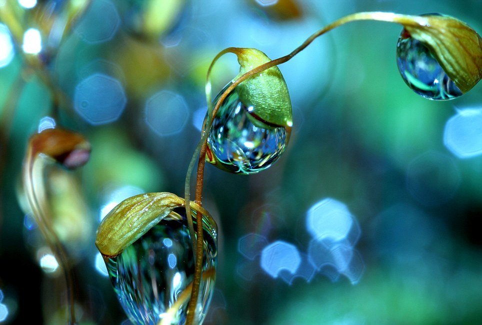 摄影师拍摄晶莹剔透的露珠 令人叫绝(组图)