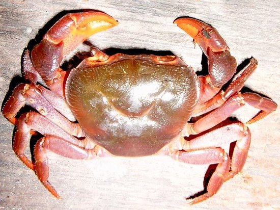 菲律宾发现全身紫色的螃蟹新物种(组图)