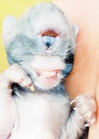 老猫产独眼喵星人 - acfun弹幕视频网 - 认真你就输啦 (?ω?