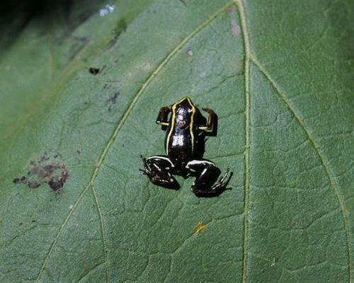 世界上八种"侏儒物种"大盘点(组图)