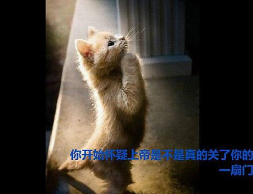 很萌很励志 小动物教你如何面对人生 - 由于飞