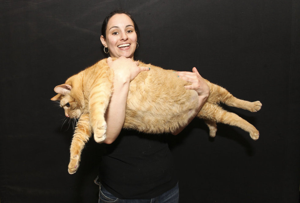 世界最肥猫体重近30斤(组图)