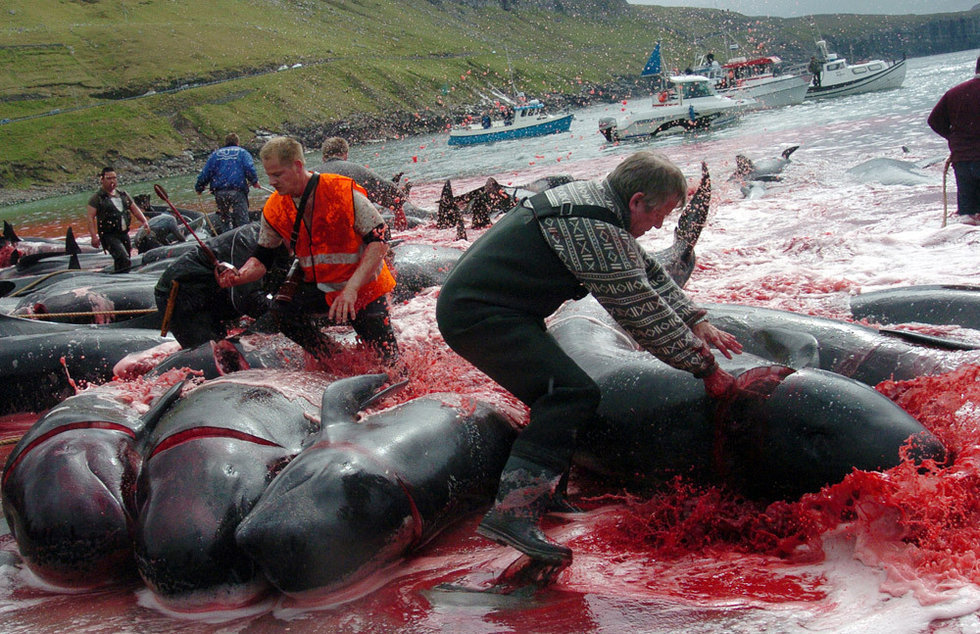 丹麦所属北大西洋法罗群岛捕鲸鲜血染红海水图