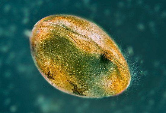 奇妙微观摄影:不可思议的地球淡水生物