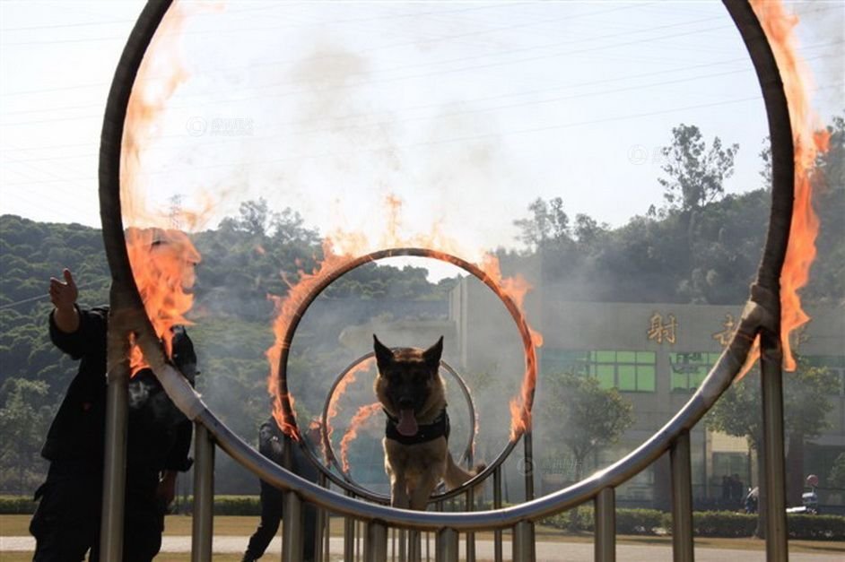 [军情观察]中国人一天1000期参赛作品:警犬训练员(转载)