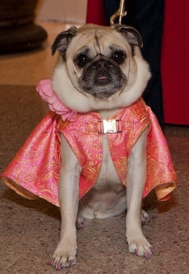 给宠物狗狗做个缤纷美甲