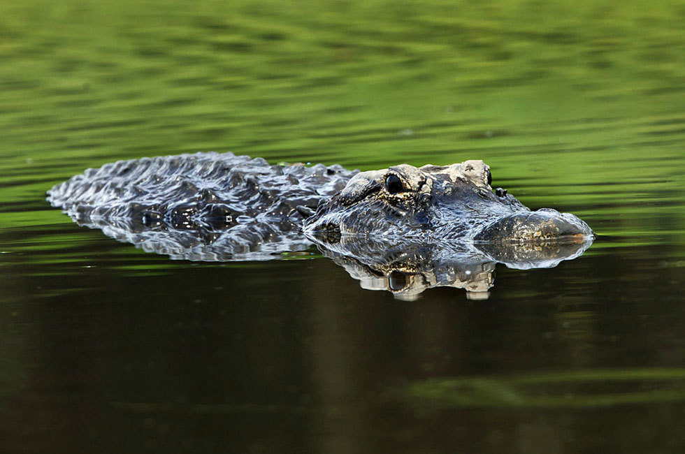 【鱼虫鸟兽】——摄影师拍到大鱼"飞"进鳄鱼嘴里