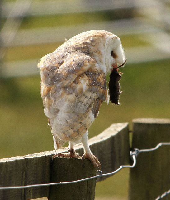 超级猎手猫头鹰捕食 犹如愤怒小鸟 - 科学探索的日志 - 网易博客