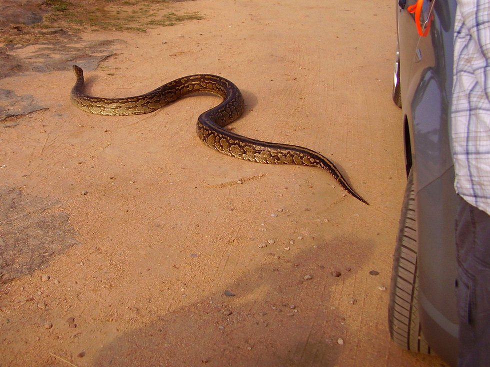 和leon在南非旅行,他们在草原上看狮子,旁边突然窜出来一条蟒蛇,并
