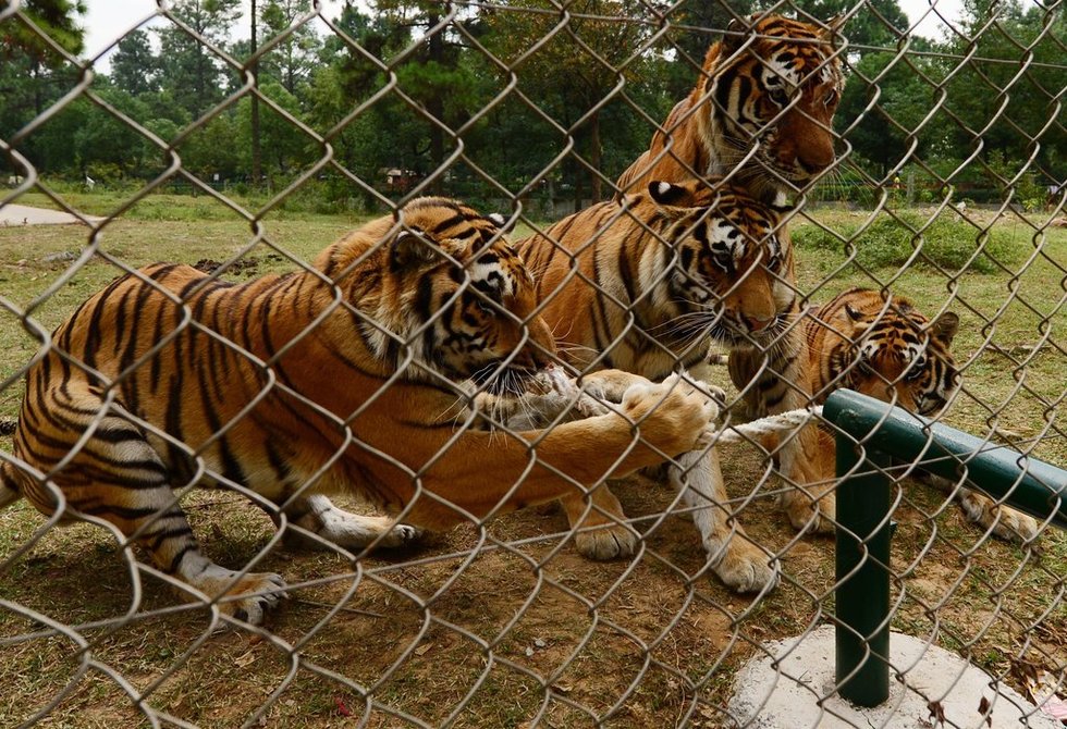 【轉載】武漢動物園舉辦