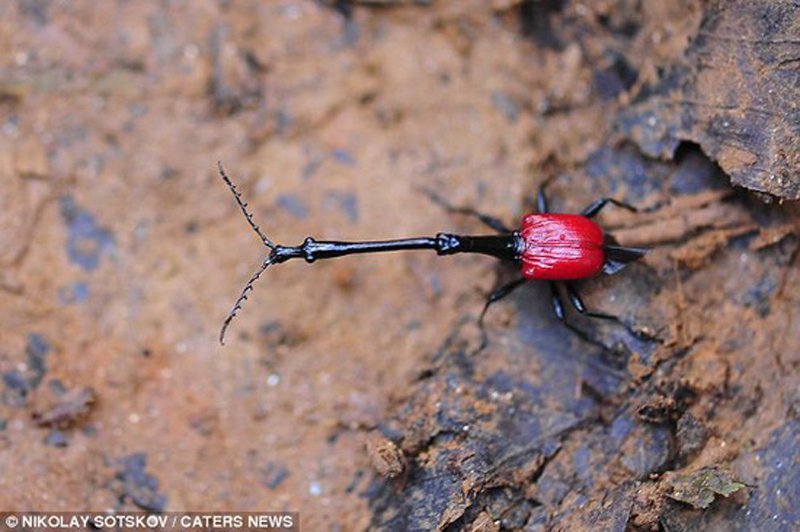 [科学百科]昆虫界的长颈鹿—长颈象鼻虫 - 红杉树 - 红杉树的工作博客