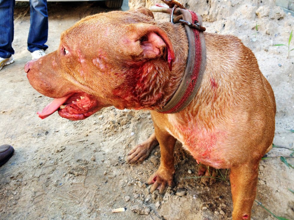 实力榜:勇士蝉联榜首马刺进前四 火箭列第六