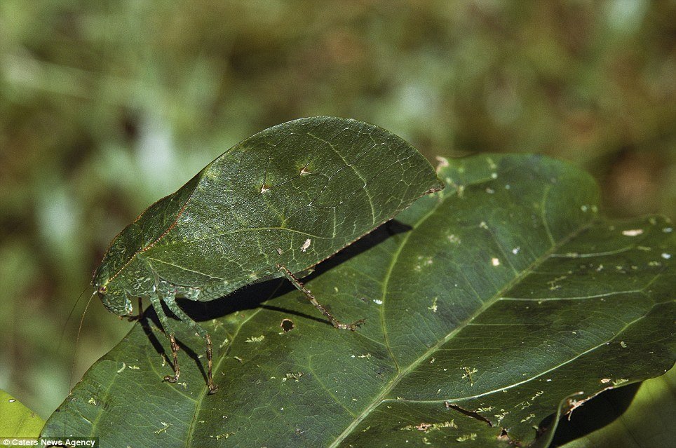 盘点自然界神奇"伪装大师"生存之道