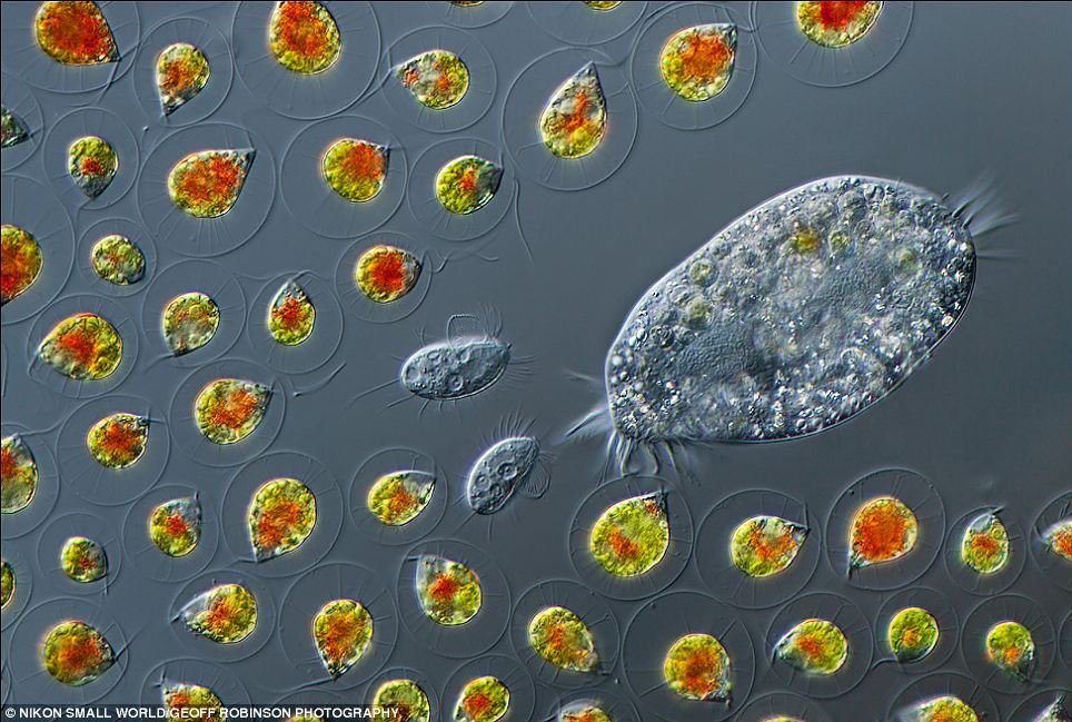 奇特微观世界 - 梦想空间的日志 - 网易博客