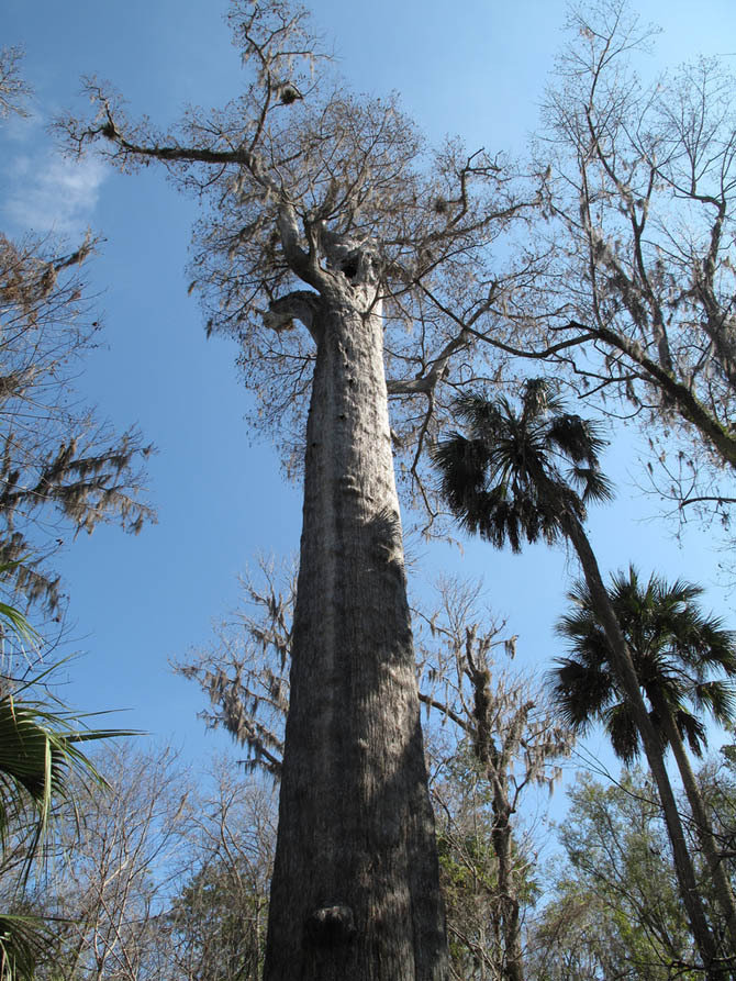【转载】盘点世界上最古老的千年神树 