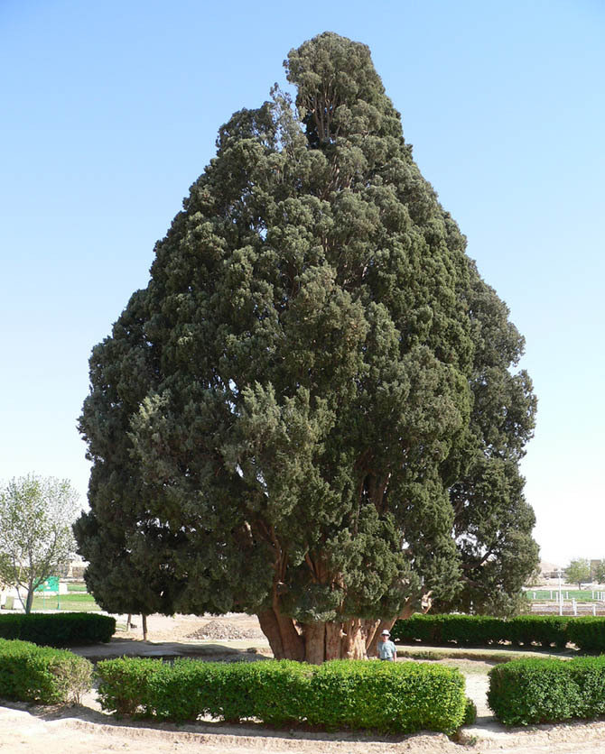【转载】盘点世界上最古老的千年神树