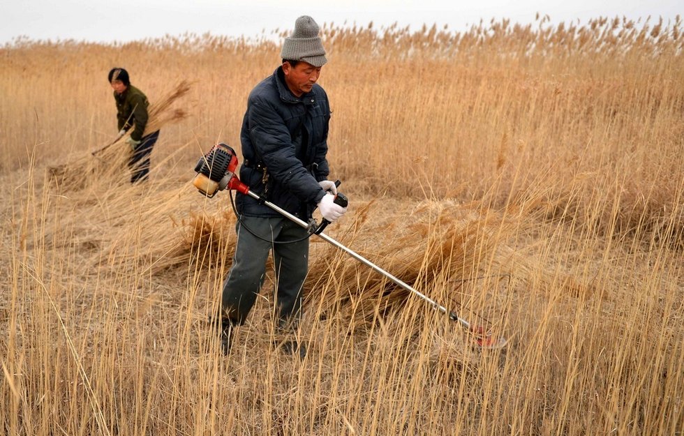 刘占奎和妻子在收割芦苇,夫妇俩已经连续7年来这里当苇客(12月10日摄)