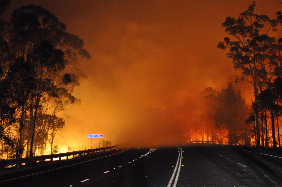 澳大利亚西南威尔士州严重山火烧死上万只羊组图